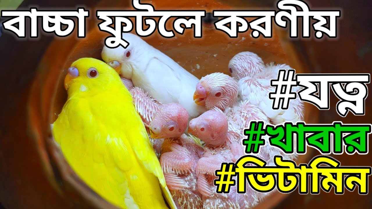বাজরিগার পাখির বাচ্চা হলে করণীয়