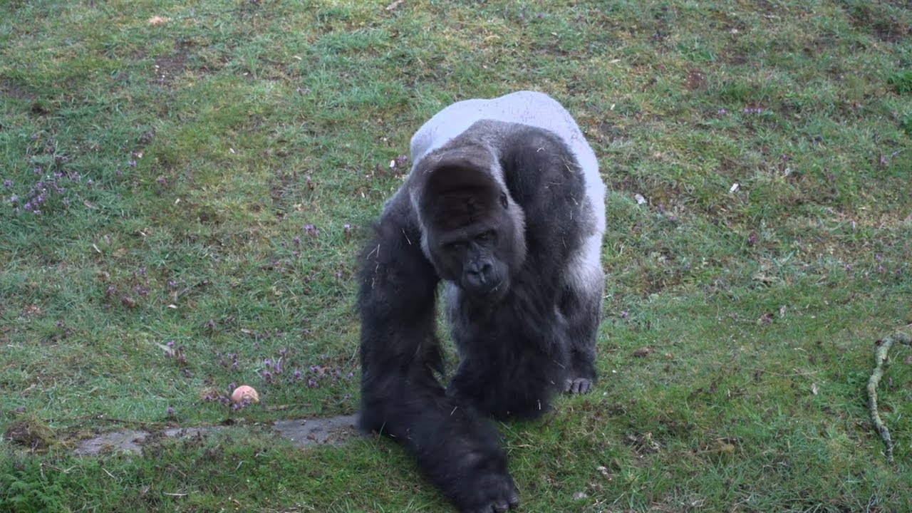 Bij de gorilla's 🦍 | 🔴 Live video 🔴