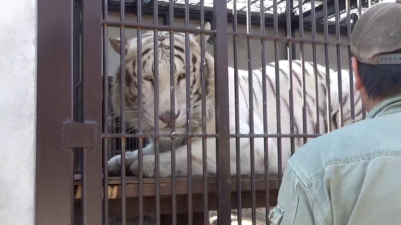 2019.2.17 宇都宮動物園☆ホワイトタイガーのアース王子＆シラナミ姫_07