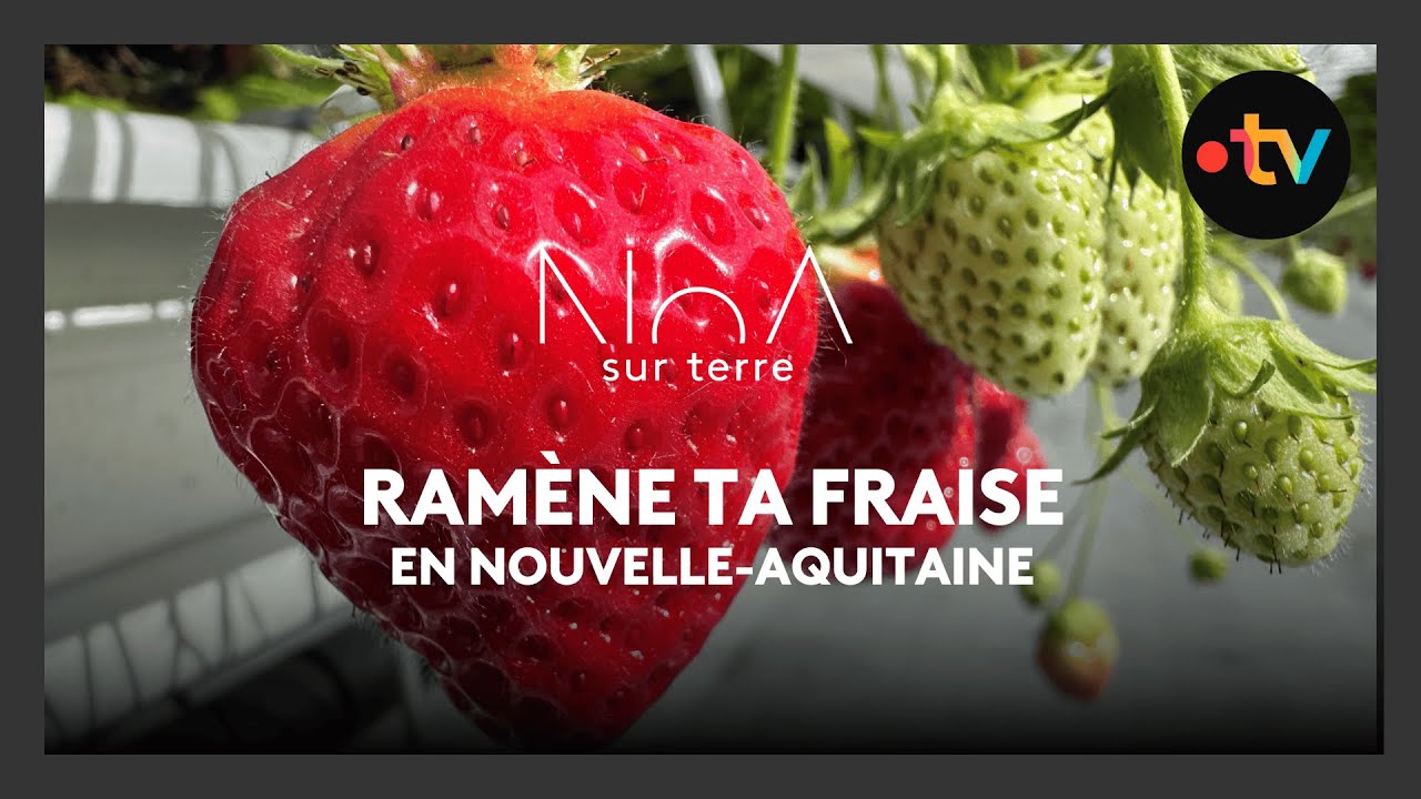 Fraises en hauteur : visite d’un verger innovant doté d'une serre de 7 000 m²