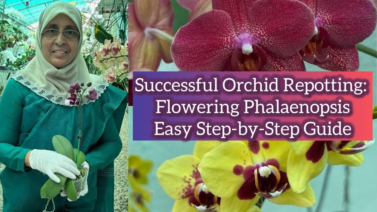Successful Orchid Repottig : Flowering Phalaenopsis Easy step- by - step Guide