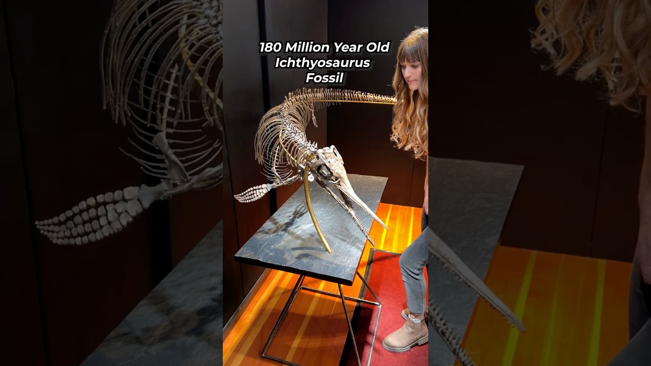 Ancient Sea Monster - Ichthyosaurus 🌊