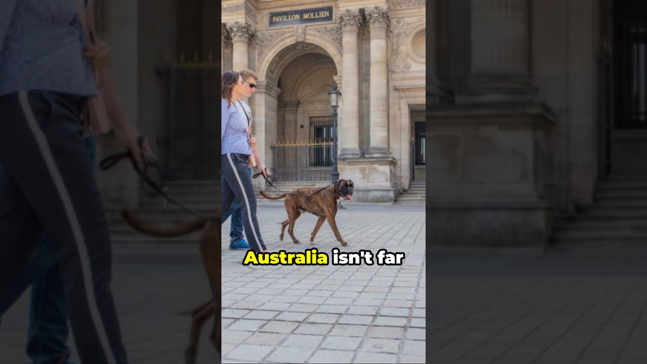 Top 10 Dog Friendly Countries  #dogs #dogfriendly #pet #doglover