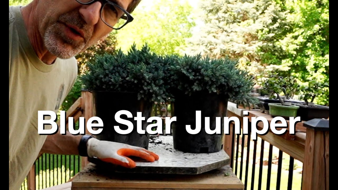 E323 Blue Star Juniper