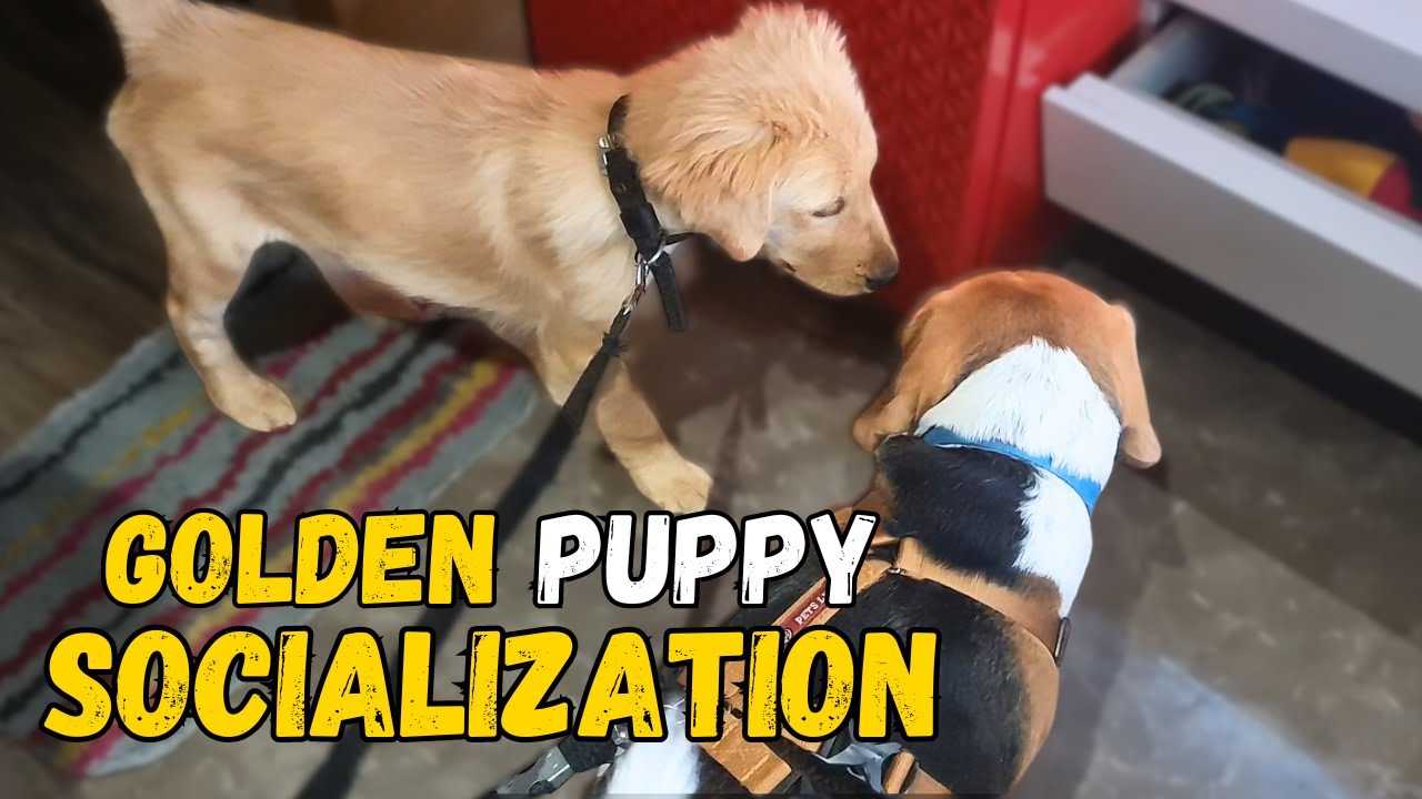 How to Socialize your Golden Retriever Puppy?