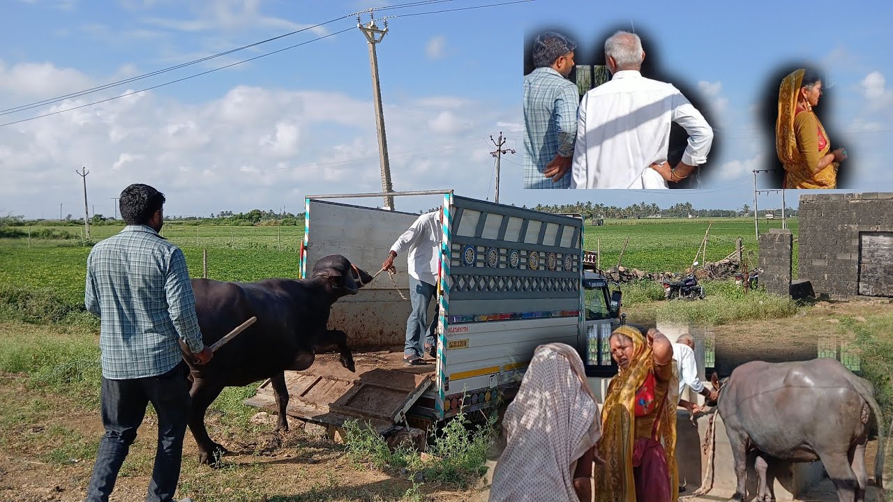 તબેલા માંથી પાછી એક ભેંસ કોને આપી દીધી...?
