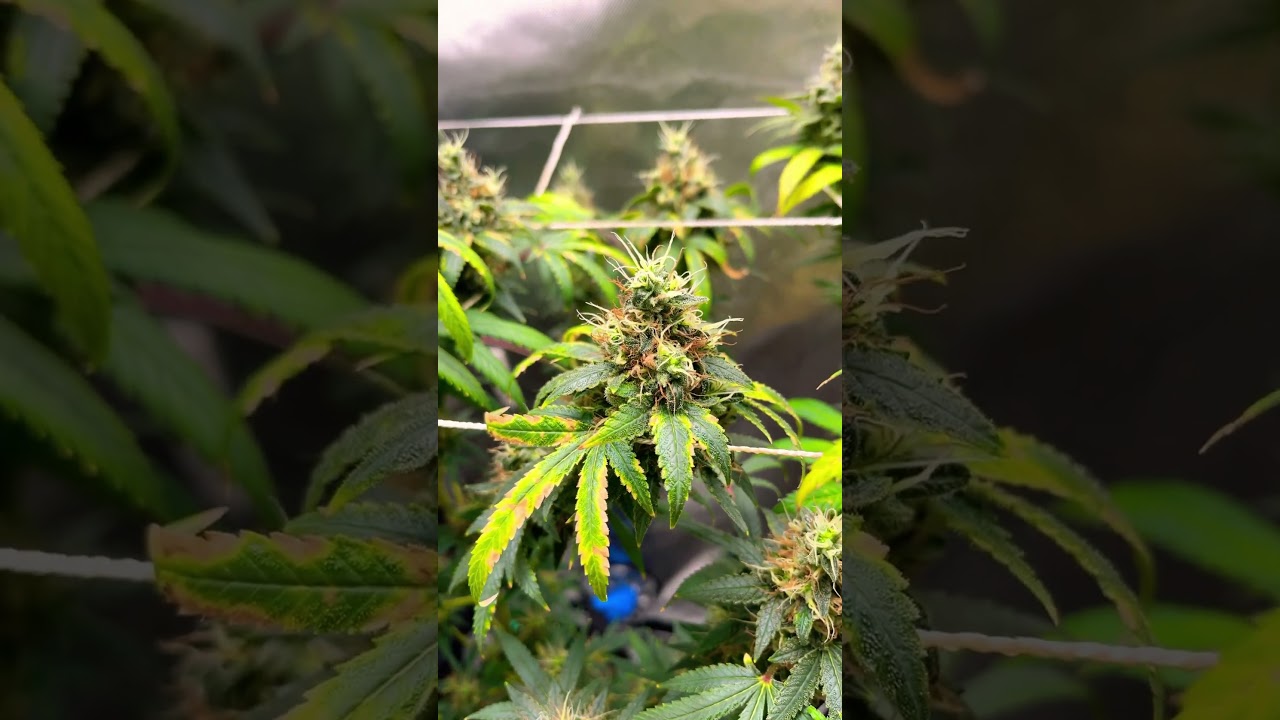 🍊Orange gasm week 9 Irie Genetics #freetheplant #exotic #irie