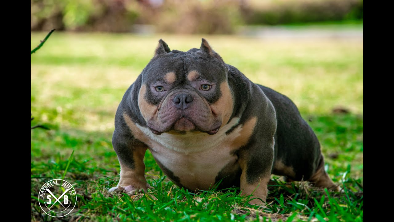 REDEFINED BULLYS ELIANTE