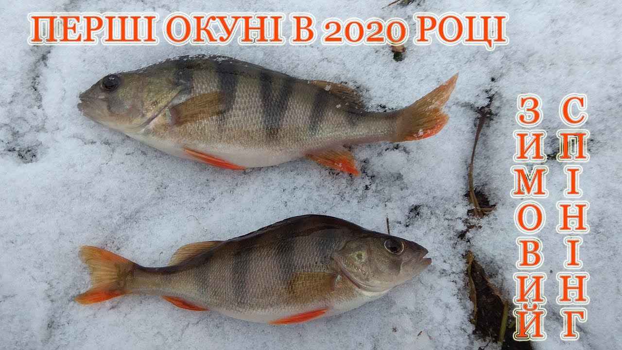Открытие спиннингового сезона 2020! Рыбалка на реке Стырь! Первая рыбалка после Нового Года!