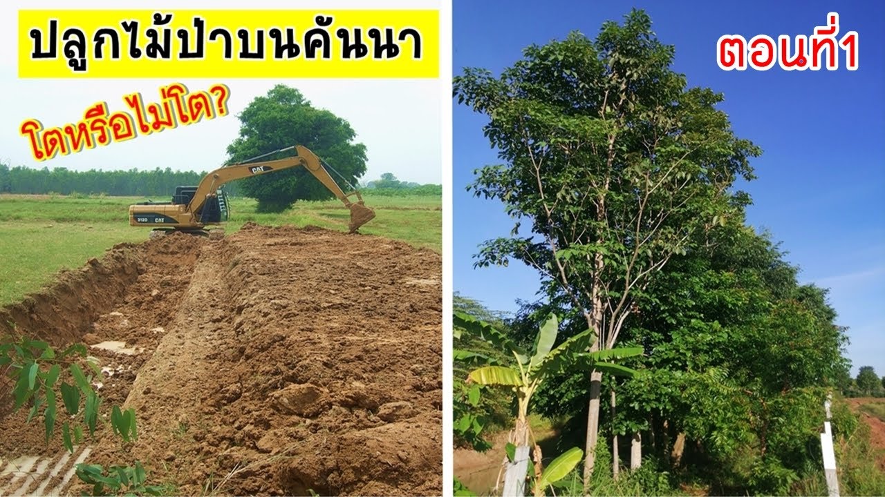 EP1.ปลูกไม้ป่าบนคันนา5ปีโตแค่ไหนไปดูกัน