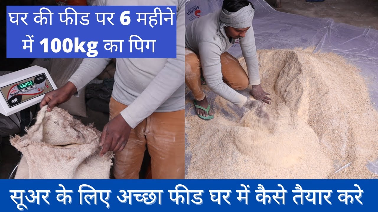 How to prepare starter feed | How to prepare chick feed on your farm | K & K Sons Pig Farming.