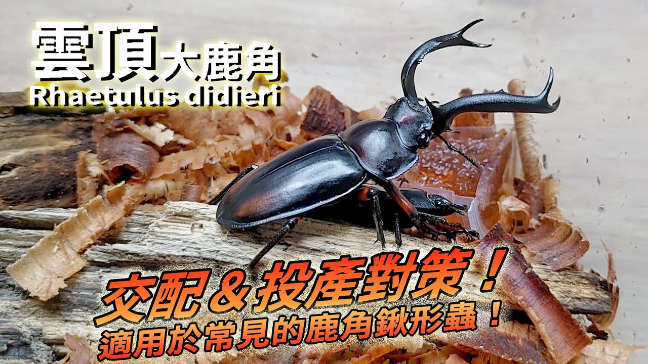 【山林蟲坊】雲頂大鹿角的交配與投產對策 | Rhaetulus didieri: The Strategy of Mating and Reproduction