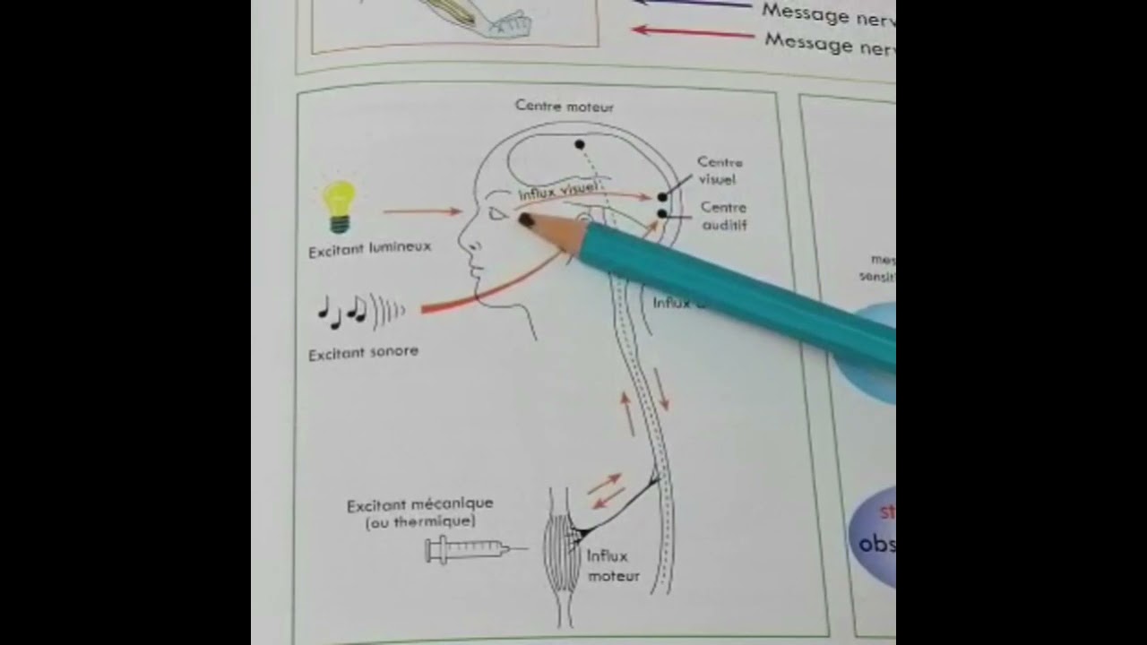 SENSIBILIT&Eacute; CONSCIENTE  R&Eacute;SUM&Eacute; DU COURS  3ACBIOF