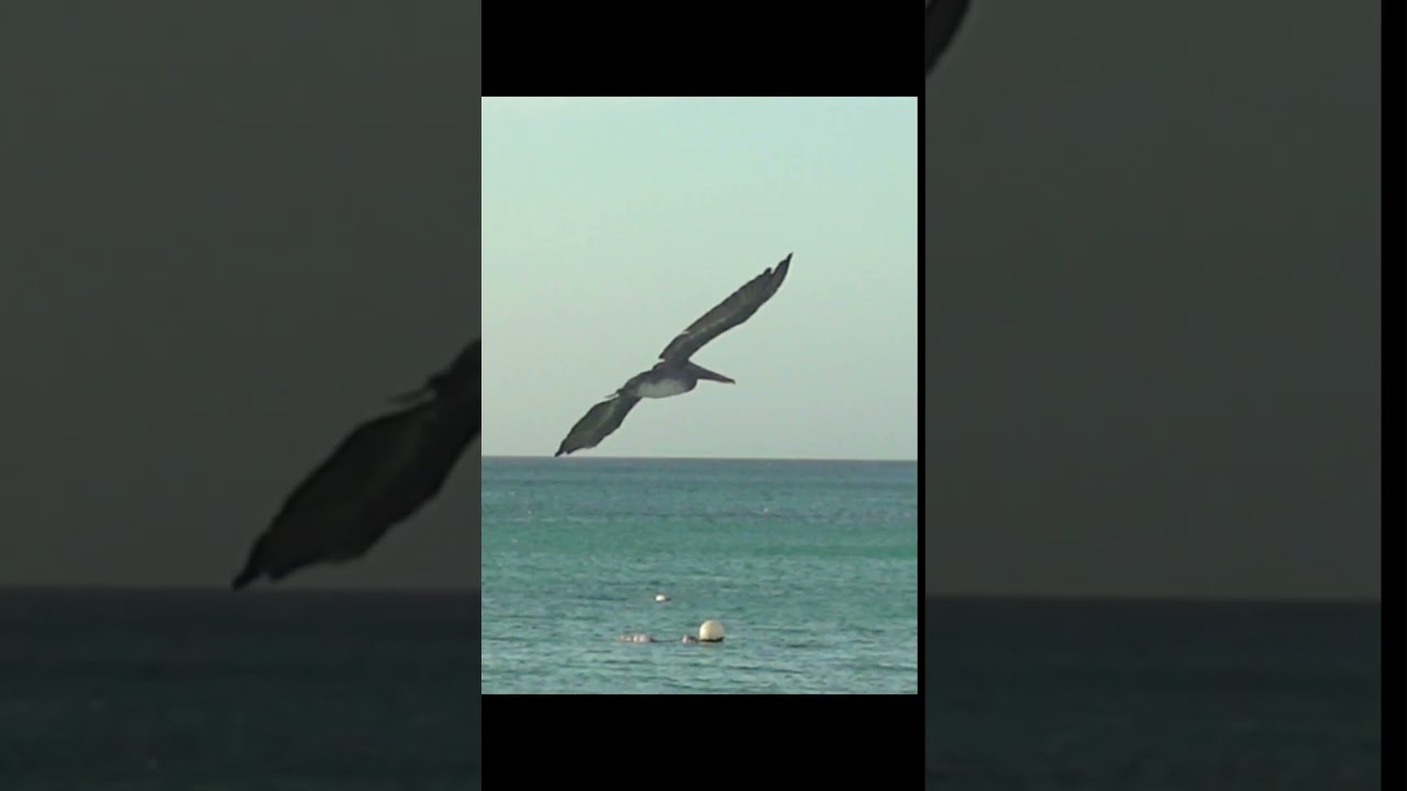 Eagle Beach Aruba🇦🇼 #shorts #shortvideo #eaglebeach