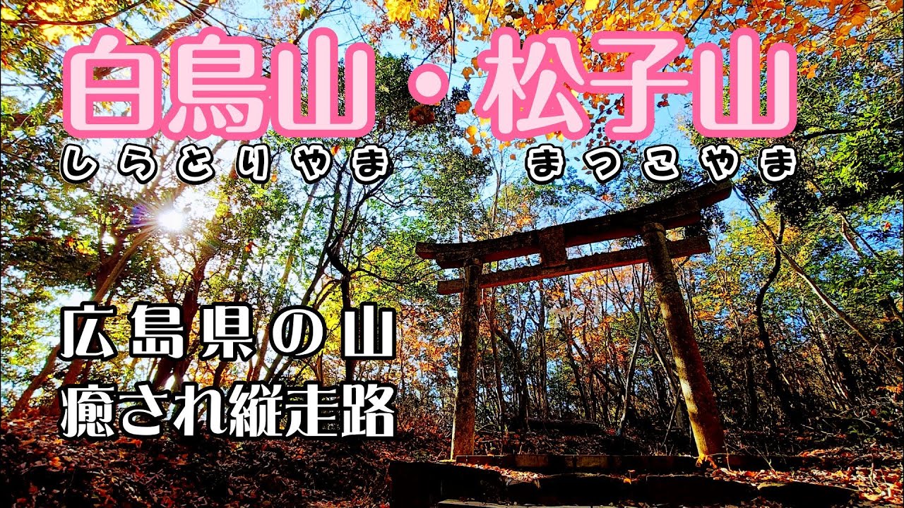 【白鳥山・松子山縦走】広島県の山、白鳥山と松子山の癒しの縦走路2025.11.30.#広島県の山 #カリンバ初心者