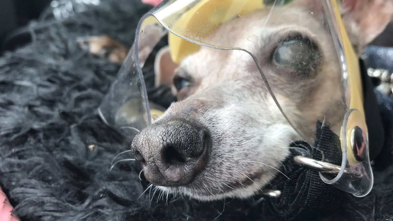Optivizor: The BEST Pet Eye Protection on the Market - by Laura Dion-Jones