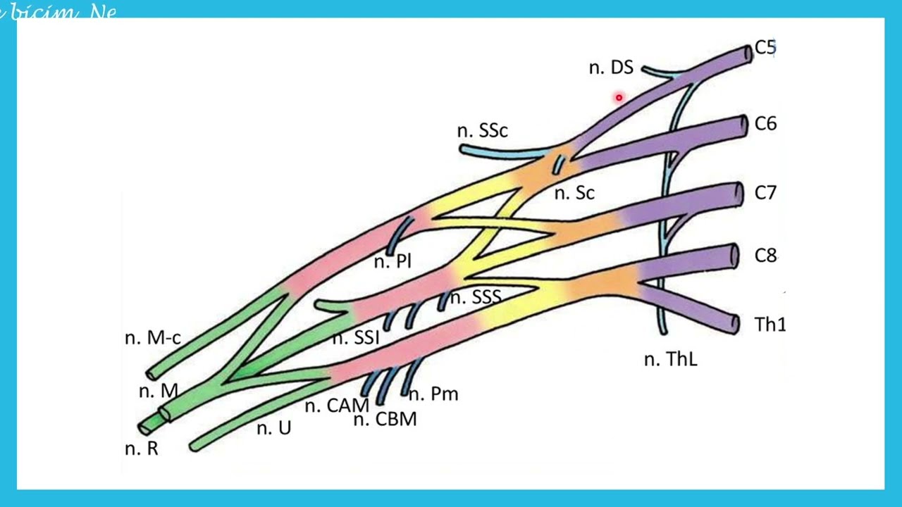 Plexus Brachialis