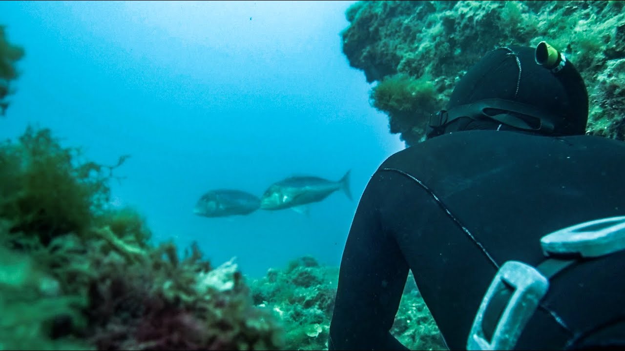 Prédateurs méditerranéens - Dentexland - Exploration des eaux marseillaises en apnée