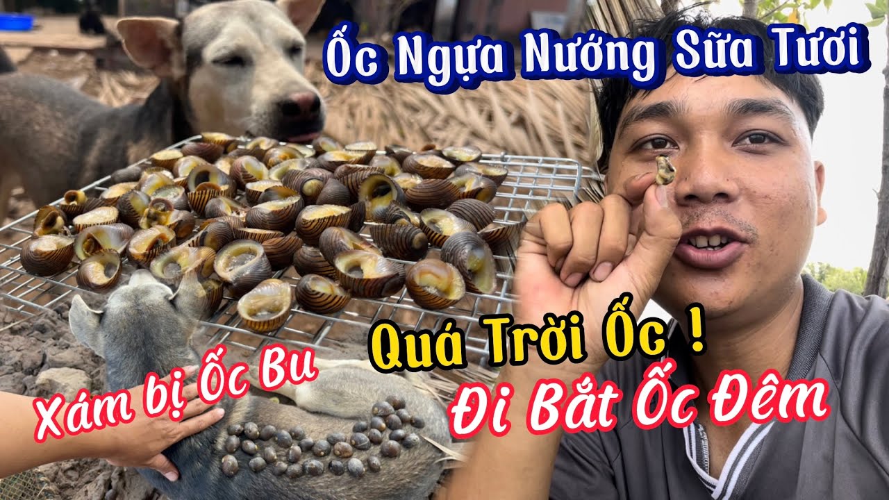 Trời Tối Xịt Đèn Đi Bắt Ốc - Ốc Ngựa Nướng Sữa Tươi Cùng Với Xám Bên Bờ sông