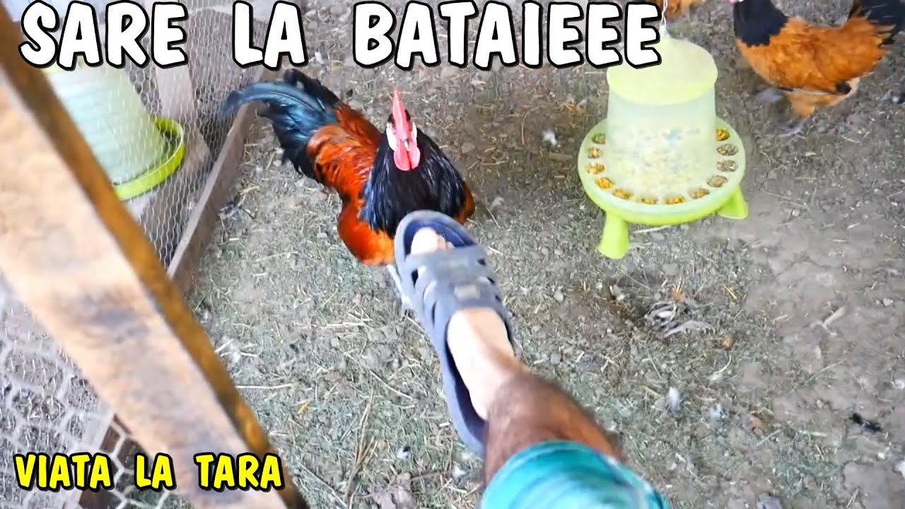 Viața la țară - Am fost atacat de cocosul de Vorwerk #viatalatara #2023