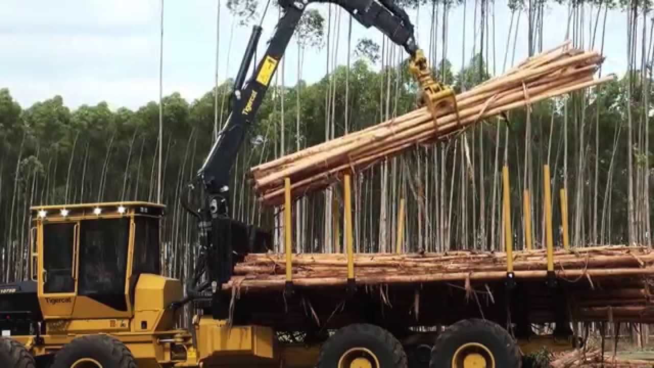 Tigercat cut-to-length harvesting system in eucalyptus