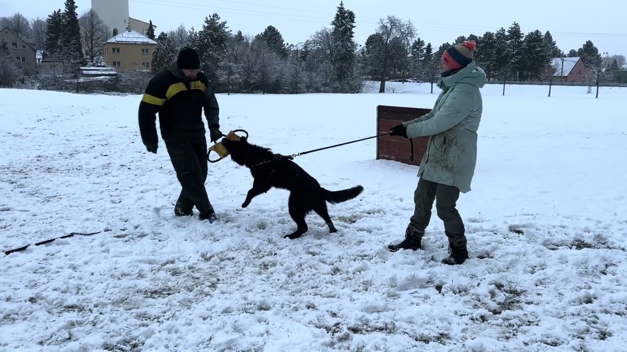 André z Jukasu - protection training - 7 months old