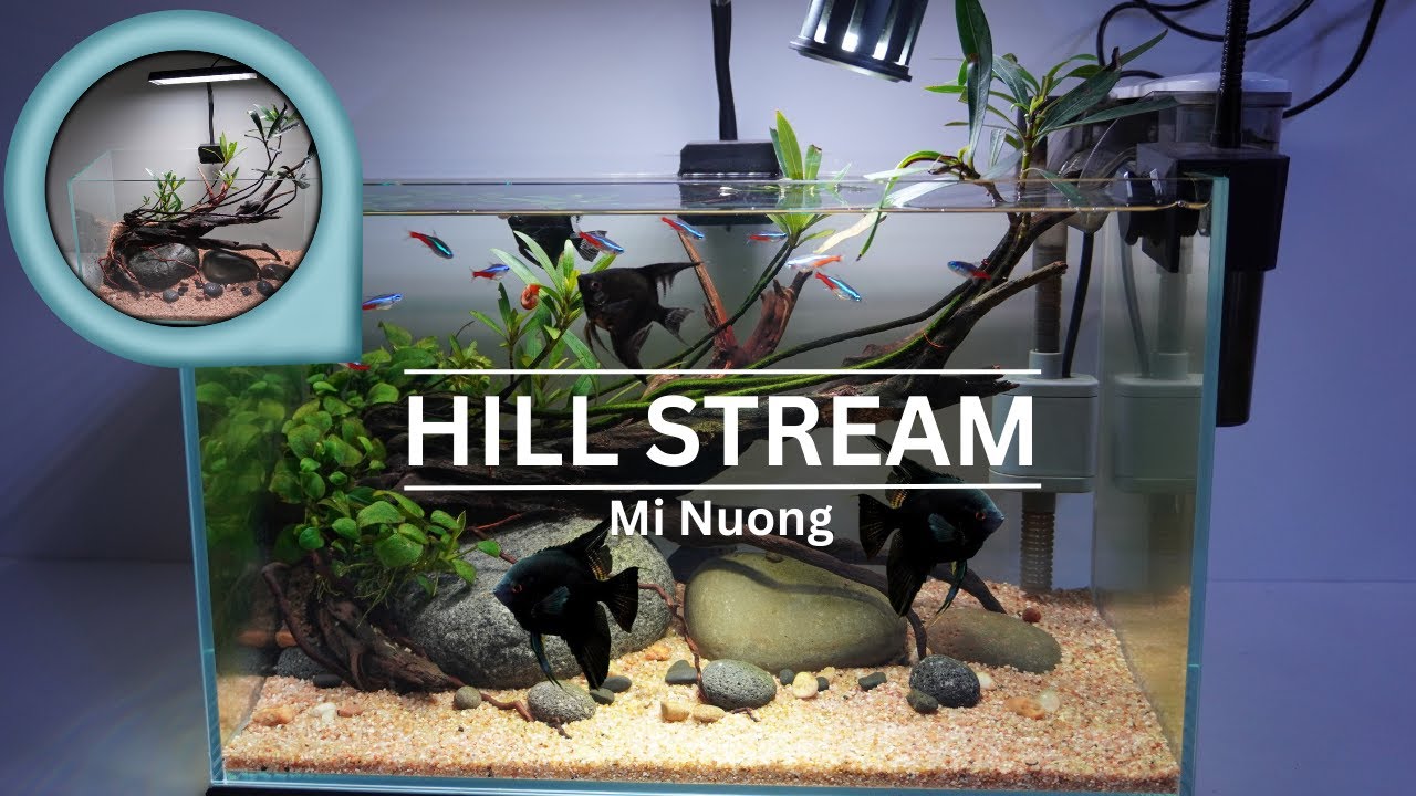 DIY Hill Stream Aquarium Tank Setup | Angelfish in Flowing Waters