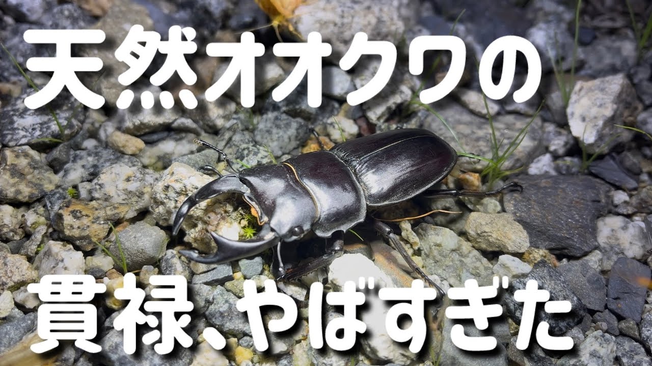 【オオクワガタ採集】ライトトラップ5日間でまさかの○匹！？