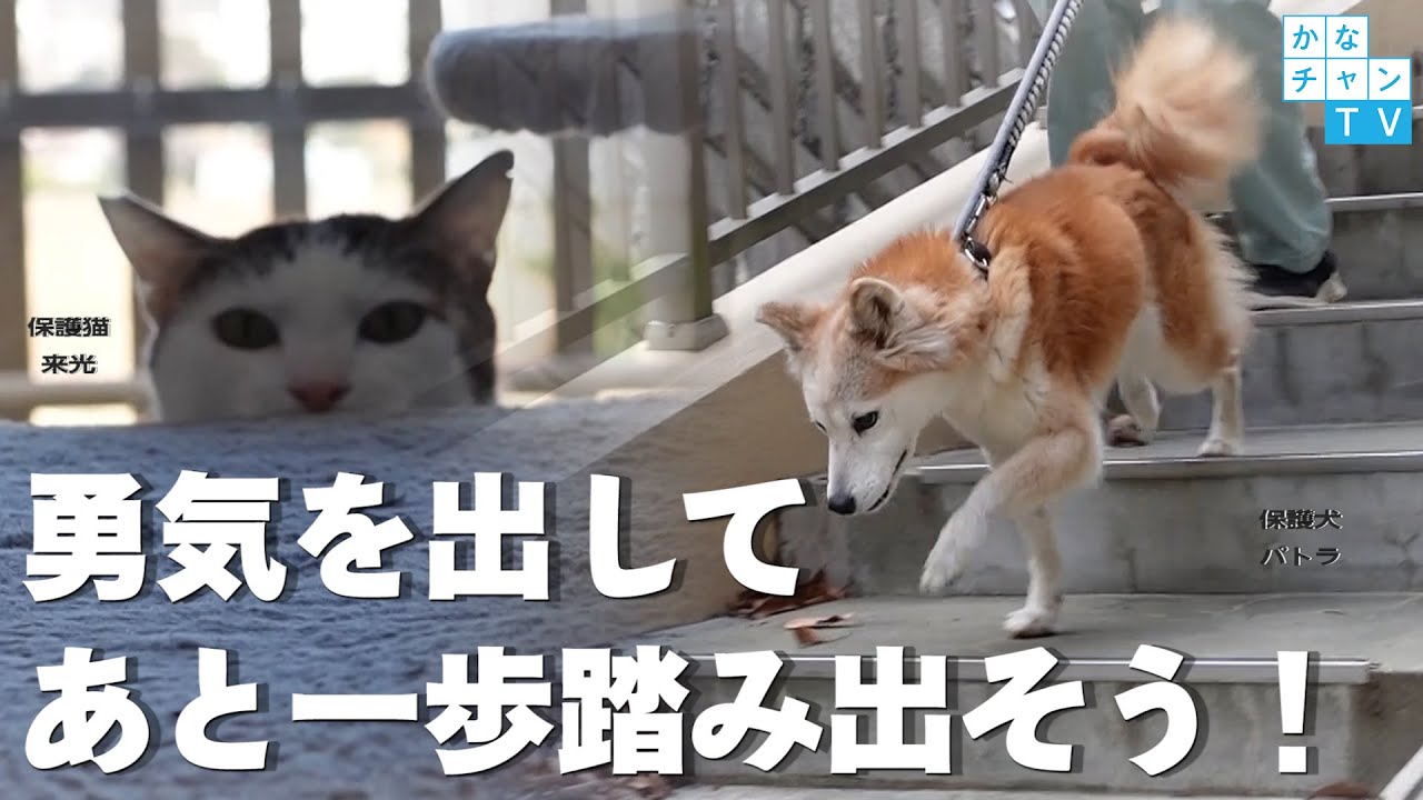 少しずつでいい、勇気を出してあと一歩踏み出そう‼ 【保護犬】パトラ 【保護猫】来光　ずっとの家族を待っています。 ～神奈川県動物愛護センター