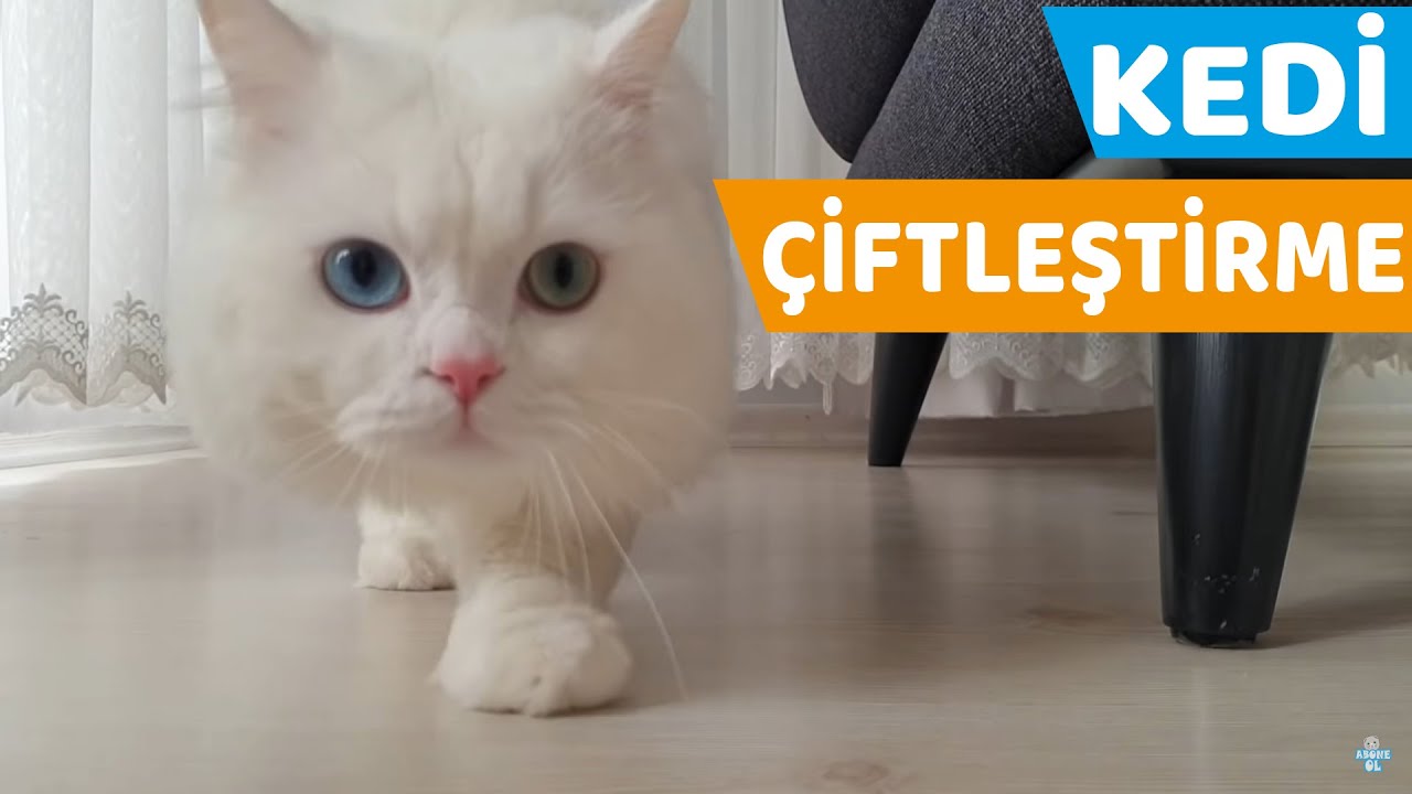 EVDE KEDİ &Ccedil;İFTLEŞTİRME (Scottish Straight Bicolor ile British Longhair Beyaz)