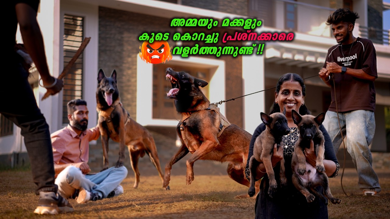🐕‍🦺 Belgian Malinois Dog Breed Malayalam | ശക്തിയും ബുദ്ധിയും ഒരുമിച്ച്| VickiesGreeny