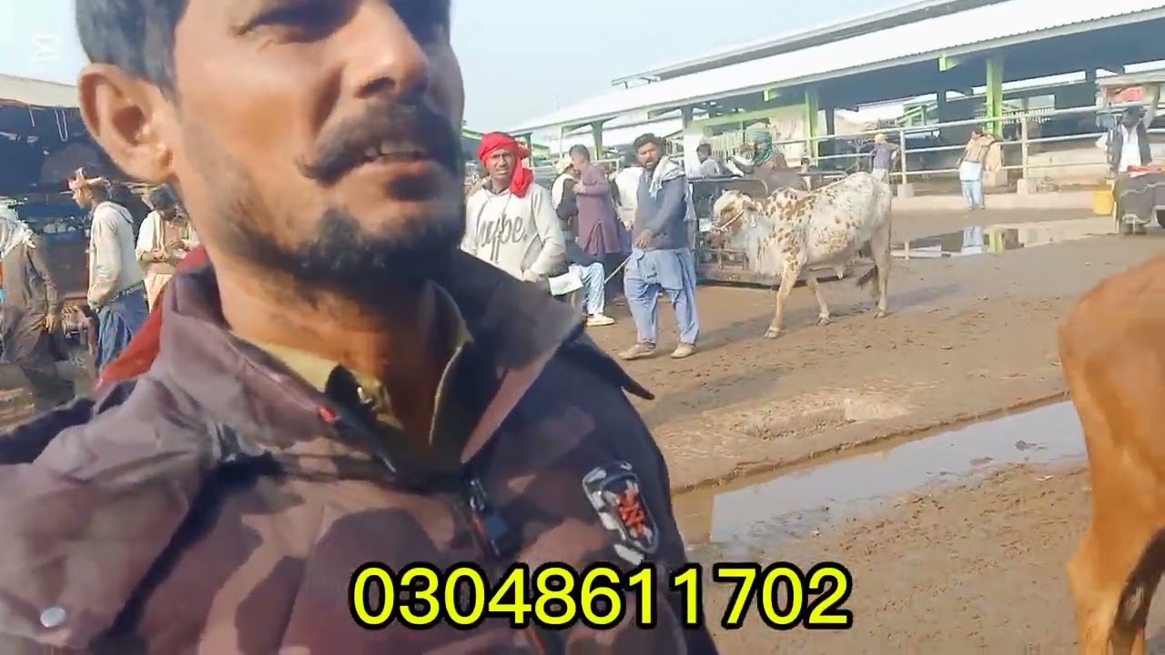 1/ January 5, 2026/Multan mandi kante per kharidari Rajasthani sahiwal janwar pak Punjab farming 