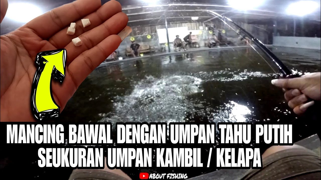 Galatama Dengan Tahu Putih Potongan Kecil Seukuran Kambil / Kelapa