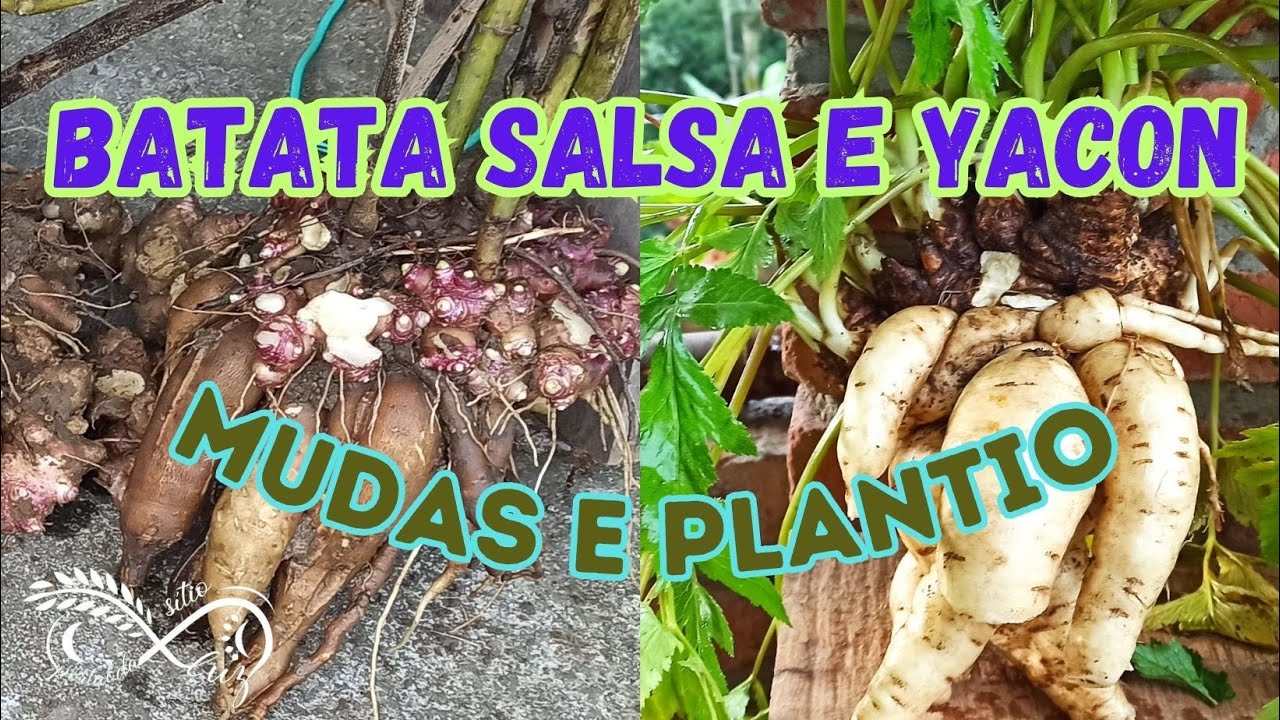 Batata Salsa e Yacon como produzir as Mudas