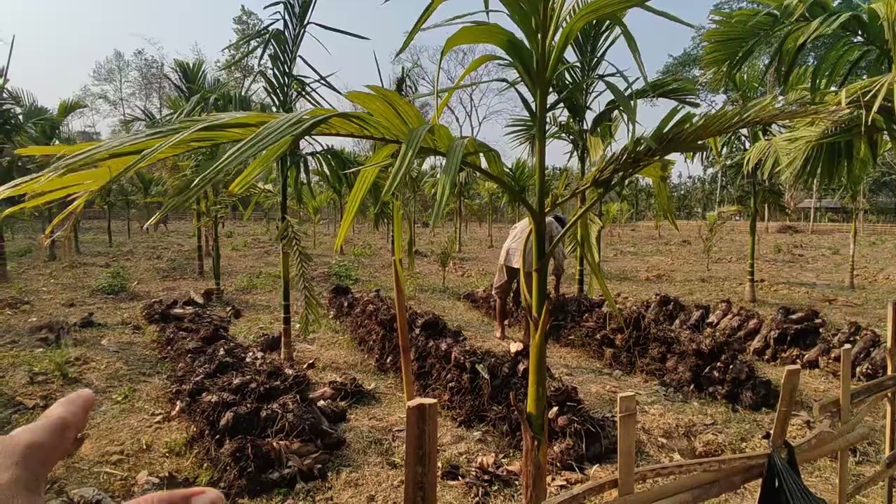 নতুন বাগানত কল পুলি সোধন কৰি ৰুই আছু ৷ সোধন কৰাৰ কাৰনে কি কি ব্যৱহাৰ কৰা হল চাওক