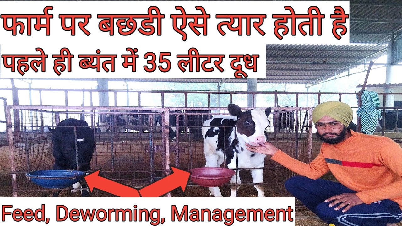 बछड़ी को कैसे तैयार करें।cow ke bacche ko kaise taiyar kare। feed to grow calf।