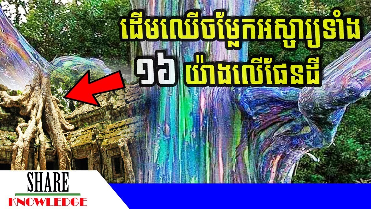 ដើមឈើចម្លែកអស្ចារ្យទាំង ១៦ យ៉ាងនៅលើផែនដី