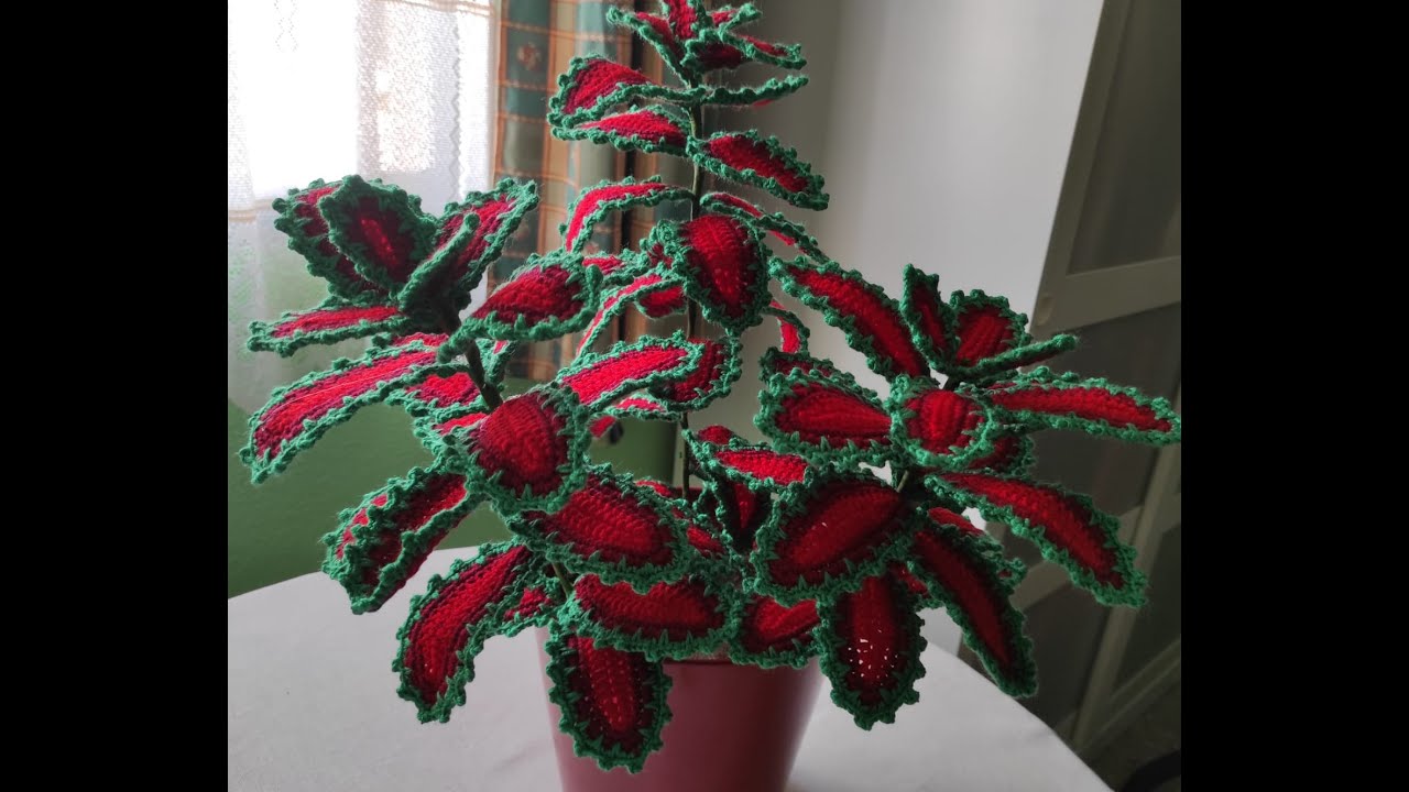 PLANTA  COLEO, DOÑA LOLA