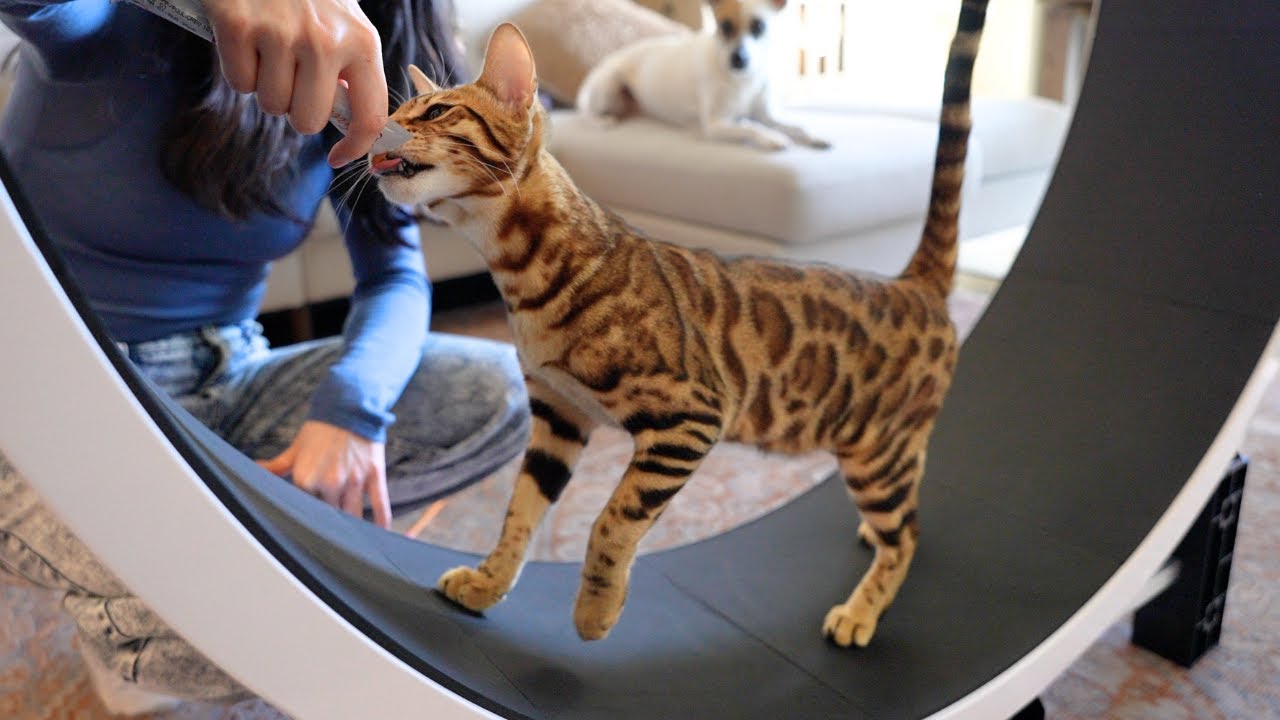 Bengal kitten LOVES her new Ziggydoo Ferris Cat Wheel