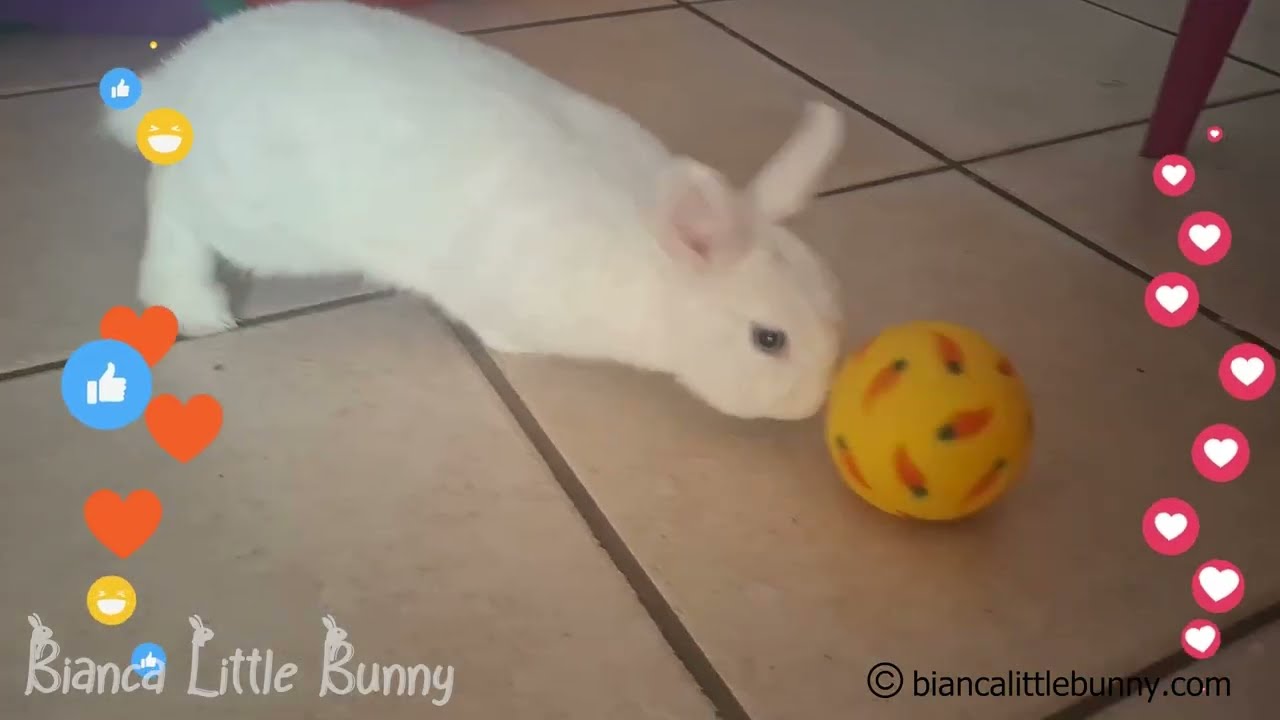 🐰 Conigliette nane Bianca & Neve giocano e si coccolano | Momenti tenerissimi