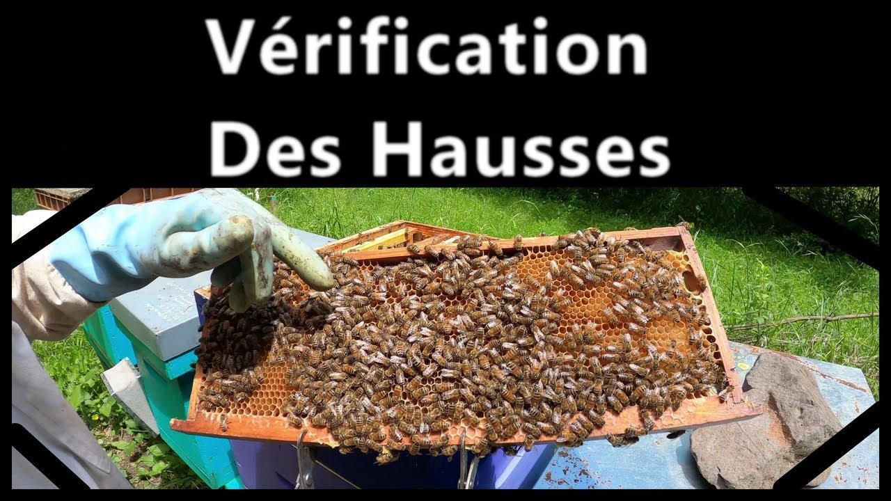Verification des Hausses