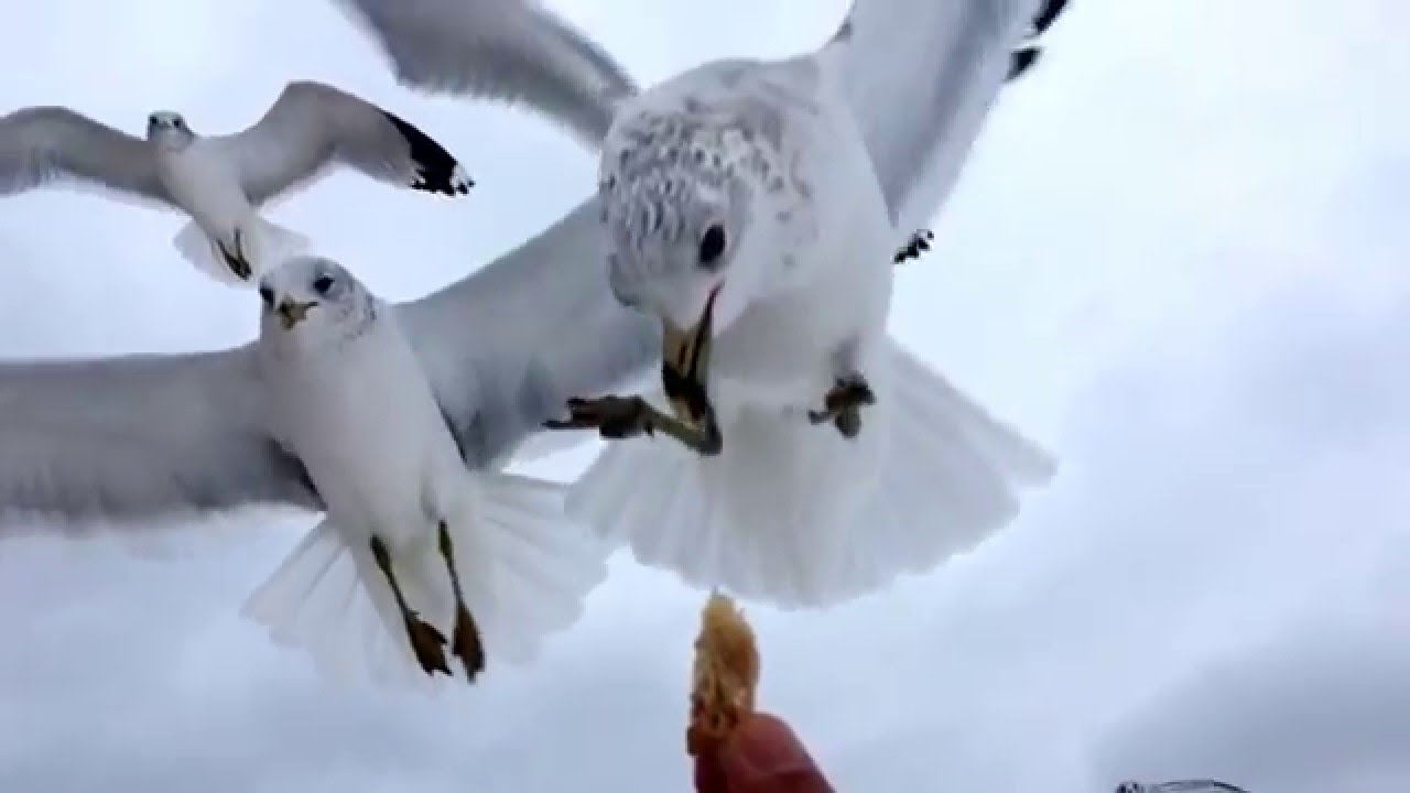 Slow motion Seagulls - Ocean City Maryland