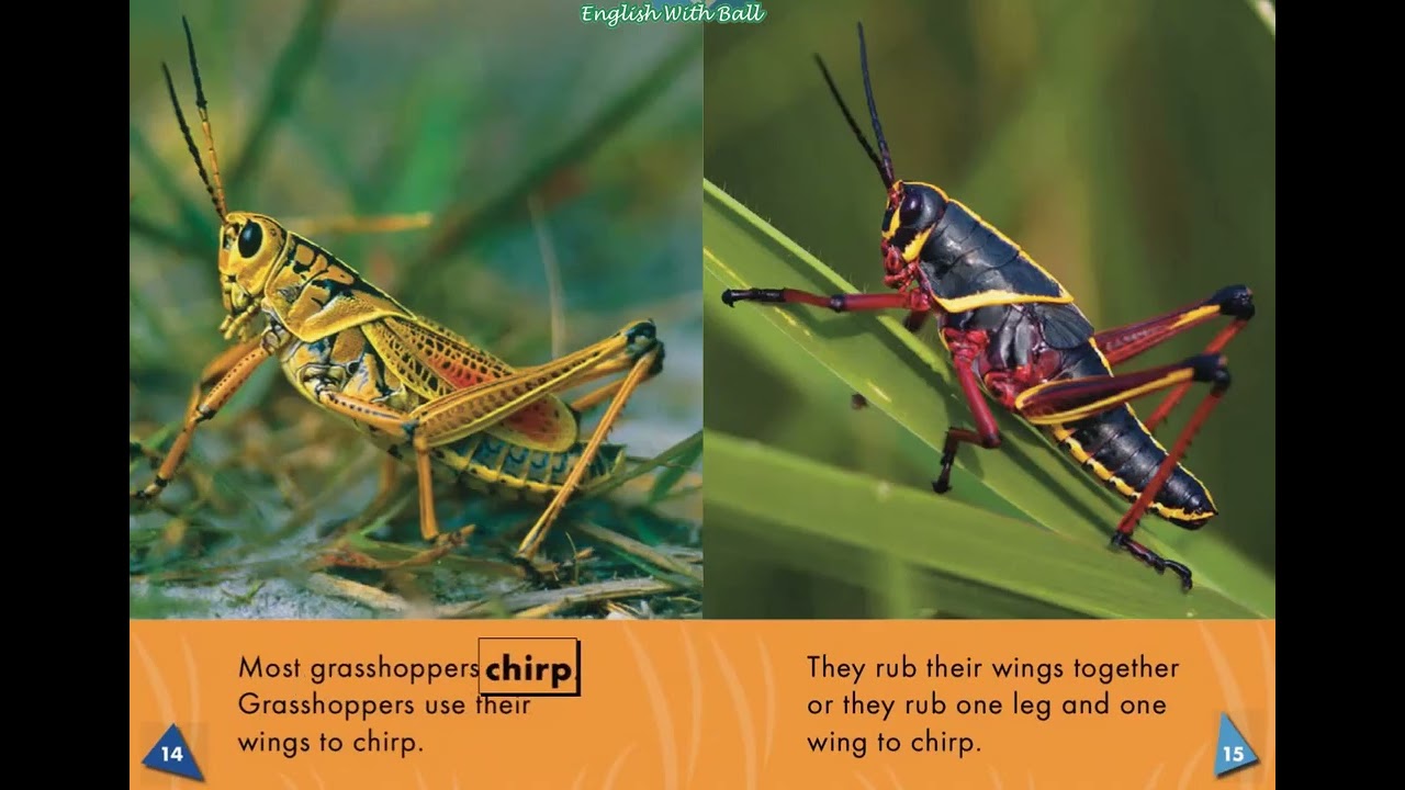 World of Insects: Grasshoppers