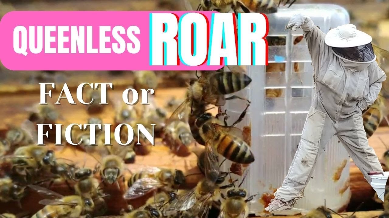 ☯️   HOW TO TELL IF YOUR HIVE IS QUEENLESS !QUEENLESS ROAR- MYTH?