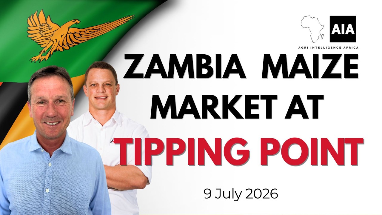 Zambia&rsquo;s Maize Market at a Tipping Point as FRA Price Looms |African Grains | 9 Jul 2026