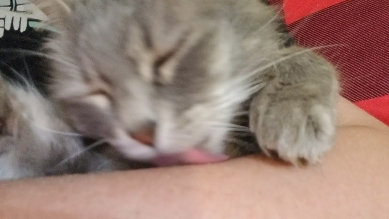 Cat licking arm ASMR part 4 plus sleeping ASMR