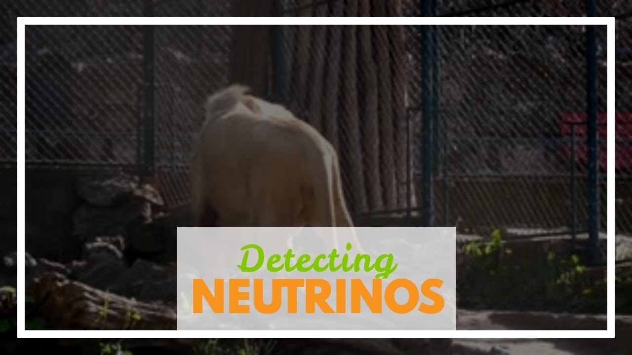 Detecting solar neutrinos with the Borexino experiment