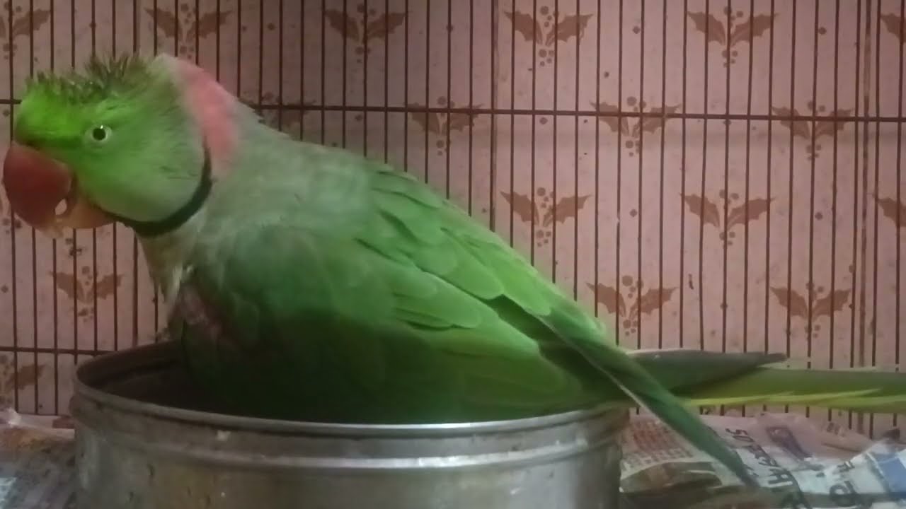 Mithu tota ne naha liya aj phir se bahut ache se #parrot #nonstoptalkingparrot #funny #talkingparot