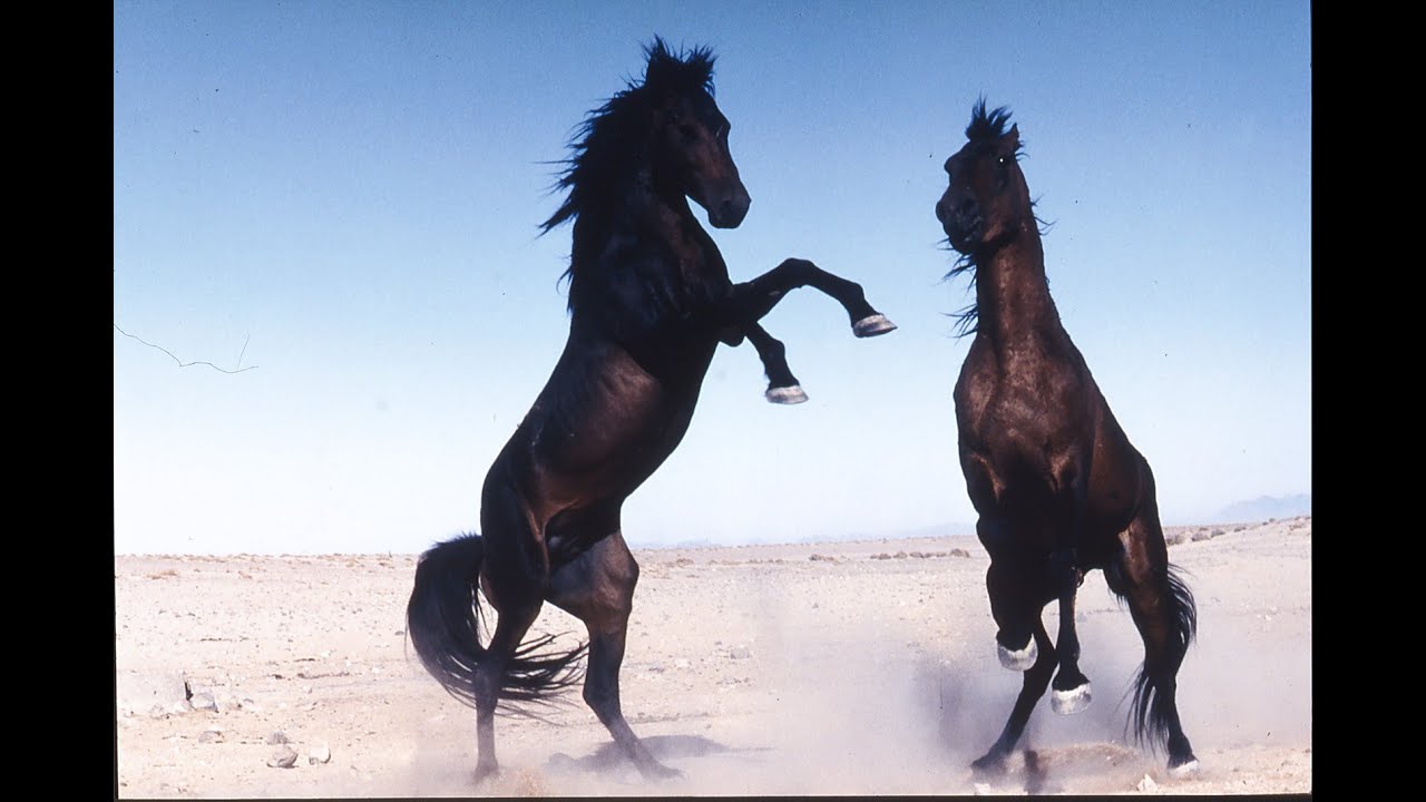 Horse Whispering in the Wild, Taming the Untouched Horse