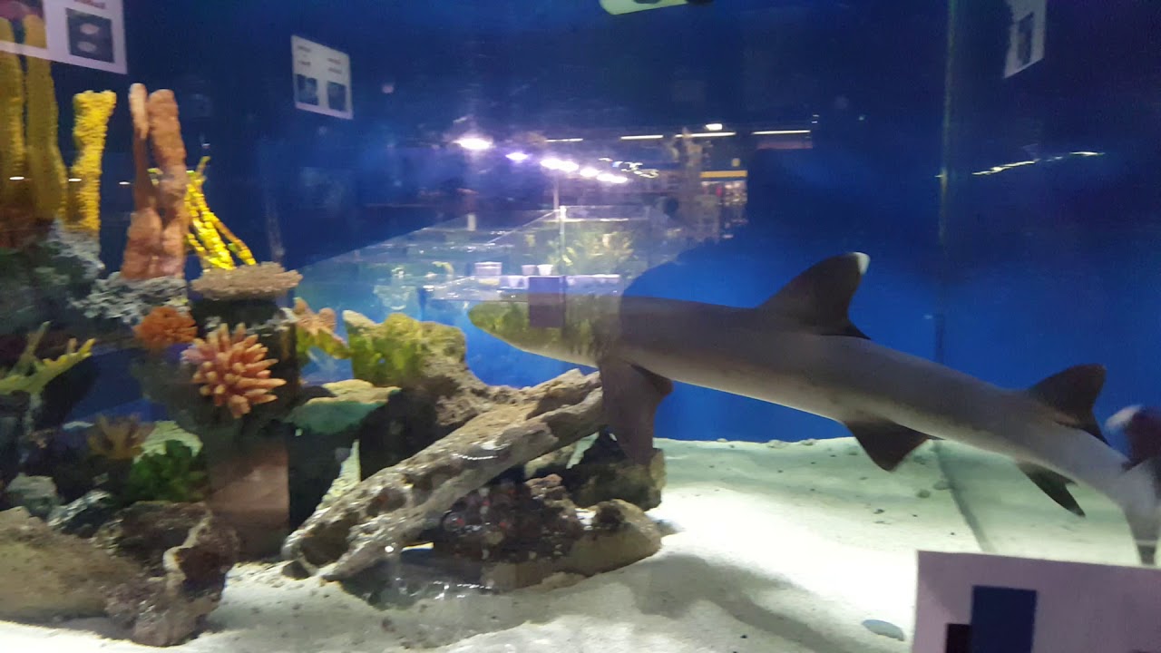 White Tipped Reef Shark